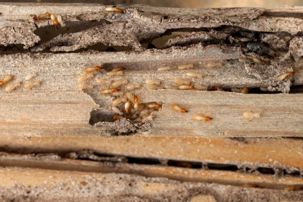 Pest Prevention Services in Kings Park, NY